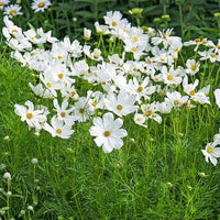 Cosmos Purity Cosmos Bipinnatus – Elegant Garden Flower Seeds