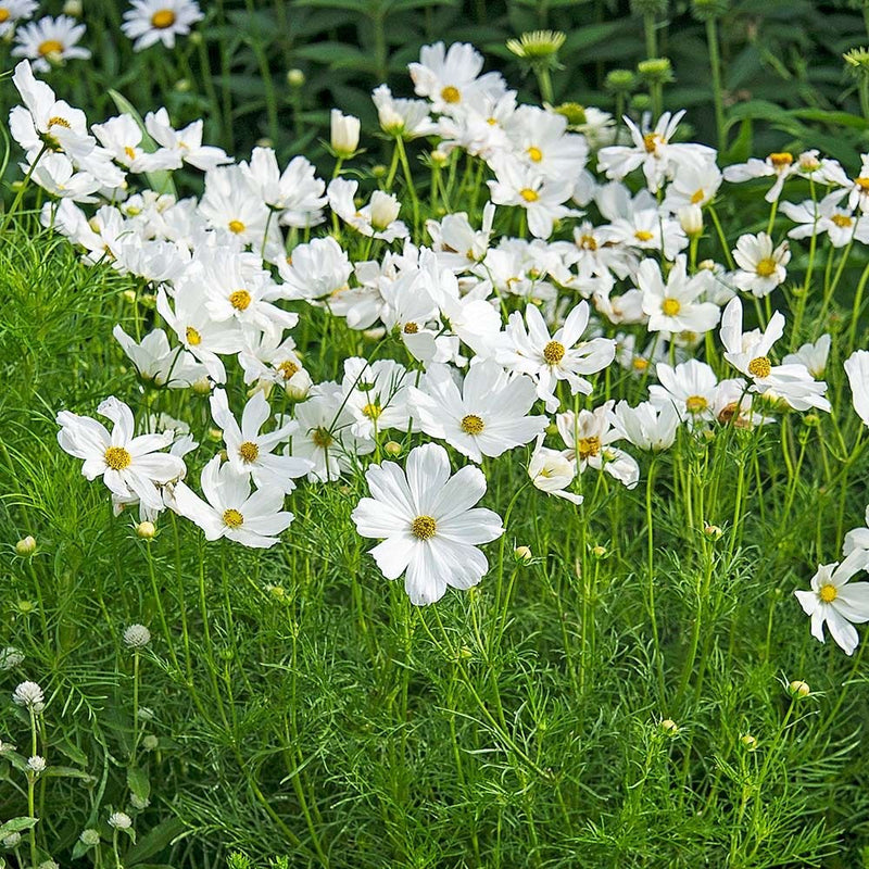 Cosmos Purity Cosmos Bipinnatus – Elegant Garden Flower Seeds