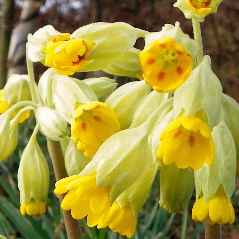 Cowslip Primula veris perennial flower seeds for traditional cottage garden planting