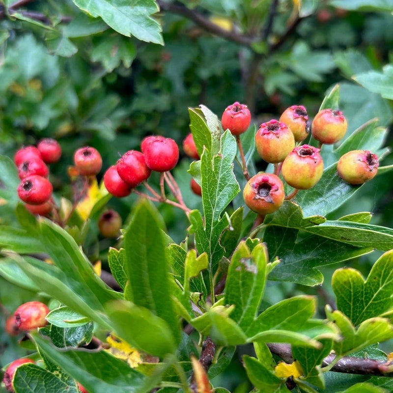 Wild Form Hawthorn Crataegus monogyna tree with clusters of white spring flowers, deeply lobed green leaves, and mature red haws