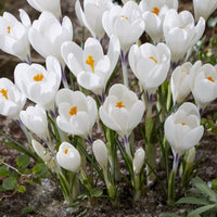 White Saffron Crocus Bulbs – Rare White Flowering Crocus for Gardens