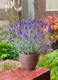 1. Lavandula angustifolia flowering lavender growing in a sunny garden border.