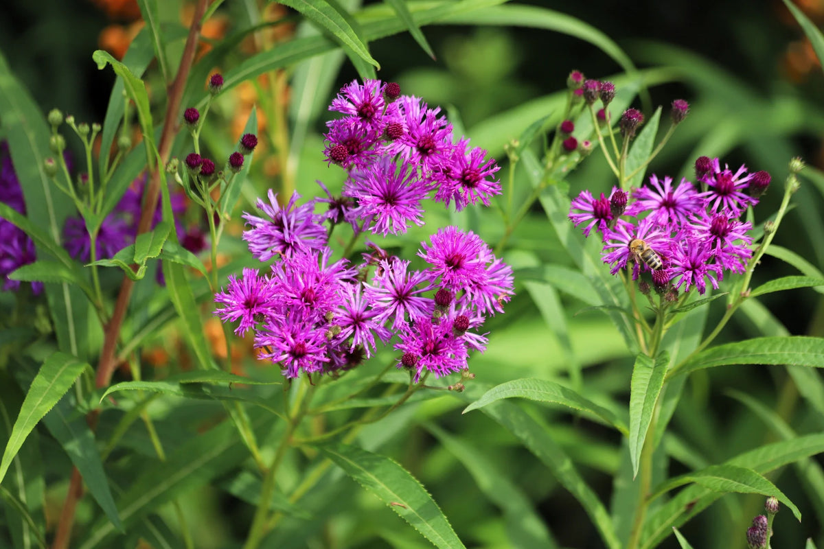 Common Ironweed Vernonia – Colorful Perennial Wildflower Seeds