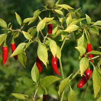 Capsicum frutescens pepper plant with green foliage and developing peppers in a sunny garden.