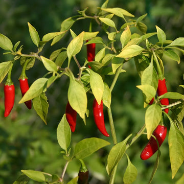 Capsicum frutescens pepper plant with green foliage and developing peppers in a sunny garden.