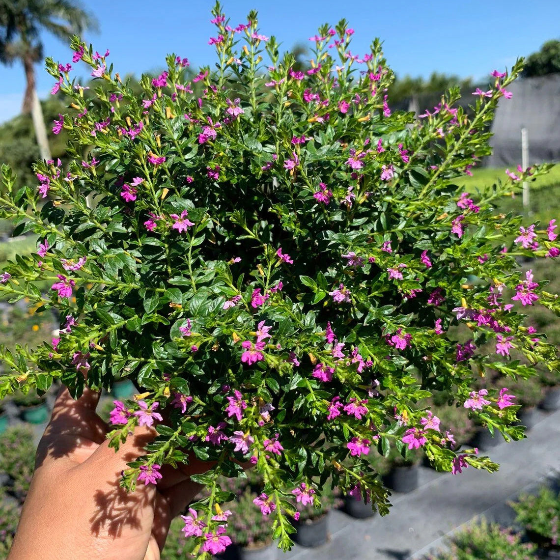 Cuphea hyssopifolia Seeds – Mexican Heather Seeds for Planting, Heirloom, Non-GMO