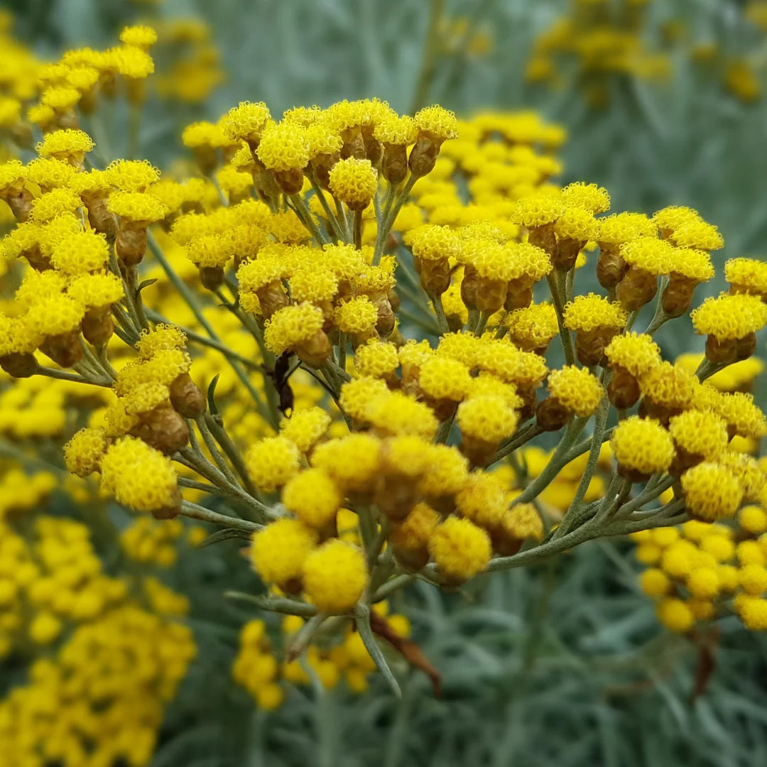 Curry Plant (Helichrysum italicum) Seeds for Herb and Landscape Planting