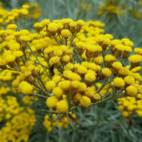 Curry Plant (Helichrysum italicum) Seeds for Herb and Landscape Planting
