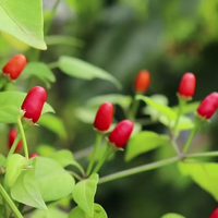 Capsicum chacoense Seeds – Puta Madre Pepper Plant Seeds