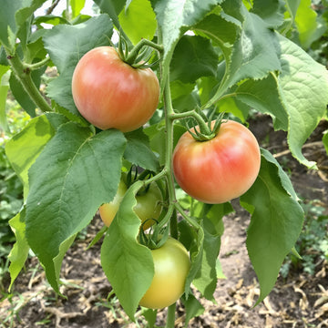 Garden Peach Tomato – Garden Vegetable Seeds