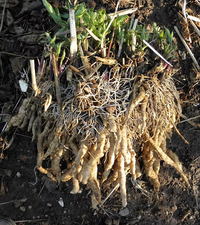 Sium sisarum Planting Seeds – Skirret Garden Plant