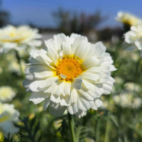 Garland Daisy – Colorful Wildflower Garden Seeds