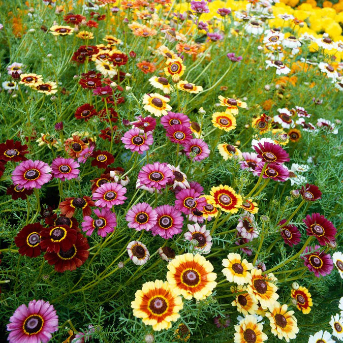 Painted Daisy – Colorful Wildflower Garden Seeds