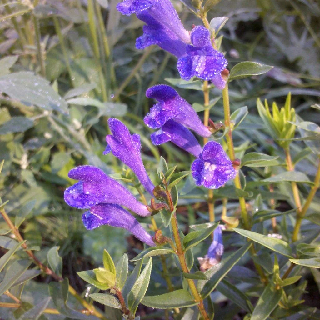 Organic Dan Shen botanical seeds for herb beds and container gardening