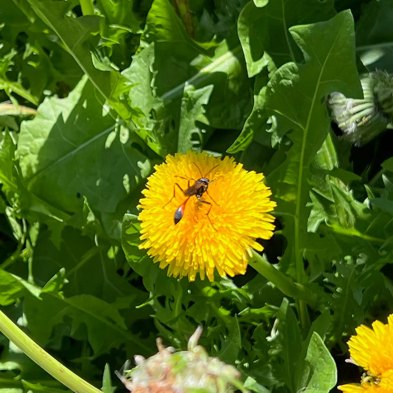 Wild Dandelion Taraxacum officinale seeds for garden planting
