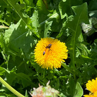 Wild Dandelion plant showing toothed green leaves and bright yellow flower heads