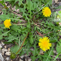 Wild Dandelion flowering plant with bright yellow flower heads and toothed green leaves