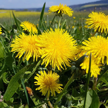 Taraxacum officinale dandelion botanical seeds for garden planting