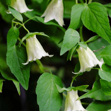 Chinese Dang Shen Codonopsis pilosula perennial herb seeds for garden cultivation