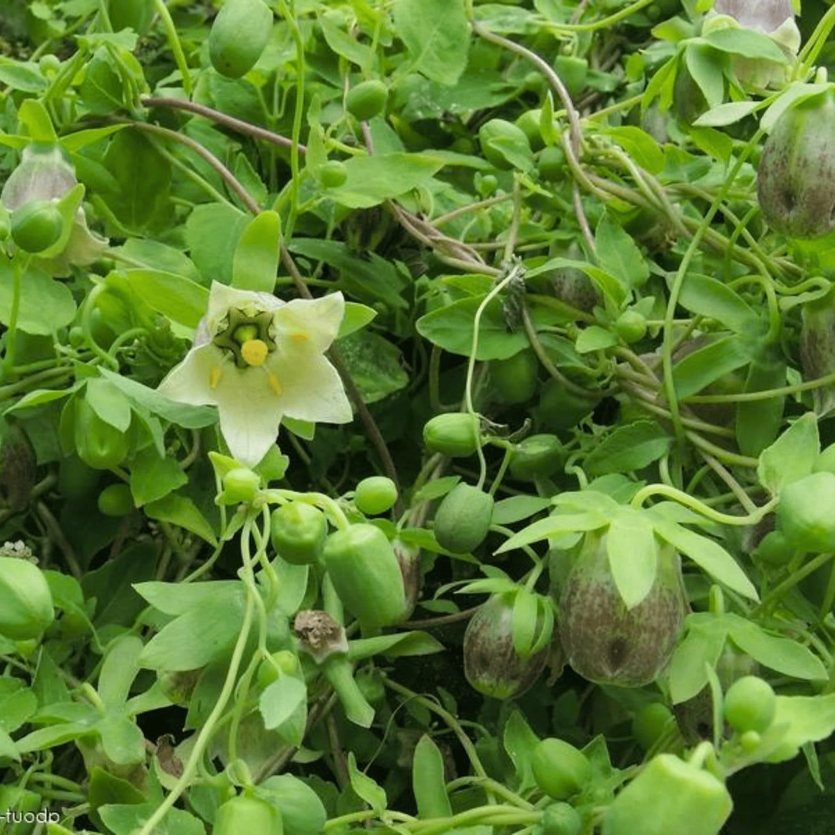Codonopsis pilosula Chinese Dang Shen plant with green foliage and climbing stems