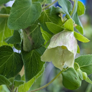 Dang Shen Codonopsis pilosula botanical herb seeds for garden cultivation