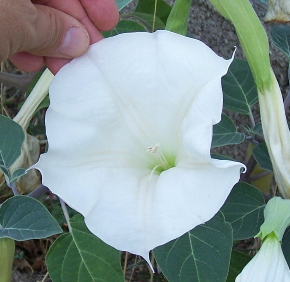 Datura meteloides Toloache ornamental garden plant for outdoor botanical collections