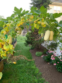 Spaghetti Squash – Vegetable Garden Seeds