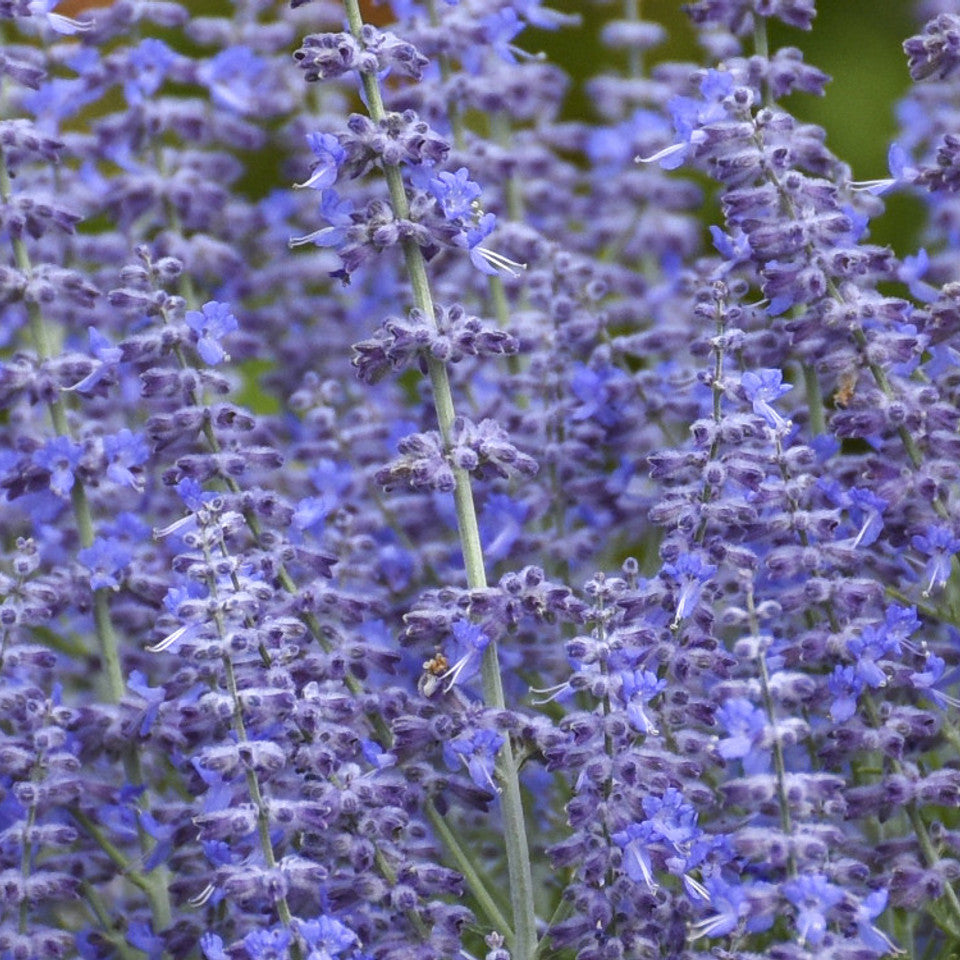 Russian Sage ‘Denim ’n Lace’ Perovskia Atriplicifolia Compact Perennial Vibrant Blue Flowers & Fragrant Foliage
