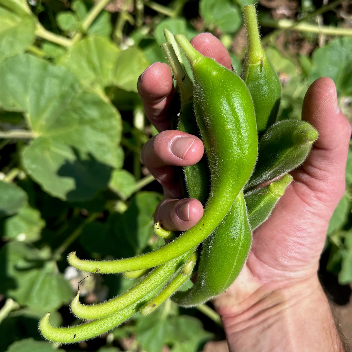 Southwest Devil’s Claw Proboscidea parviflora seed product for gardening