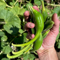 Southwest Devil’s Claw Proboscidea parviflora seed product for gardening