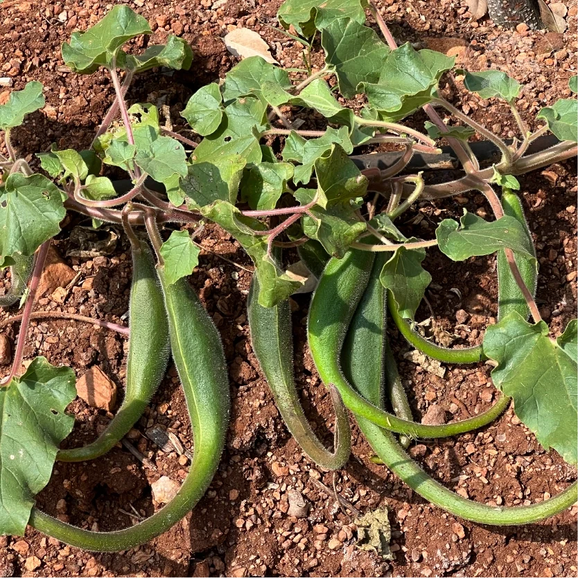 Southwest Devil’s Claw Proboscidea parviflora ornamental plant seeds