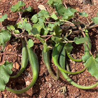 Southwest Devil’s Claw Proboscidea parviflora ornamental plant seeds