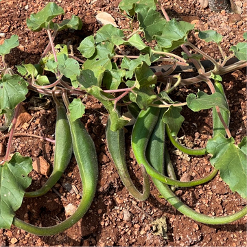 Southwest Devil’s Claw Proboscidea parviflora ornamental plant seeds