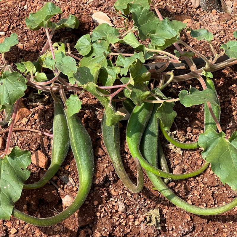 Southwest Devil’s Claw Proboscidea parviflora ornamental plant seeds