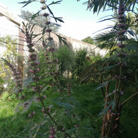 Leonurus sibiricus plant seeds for herb gardens and botanical collections