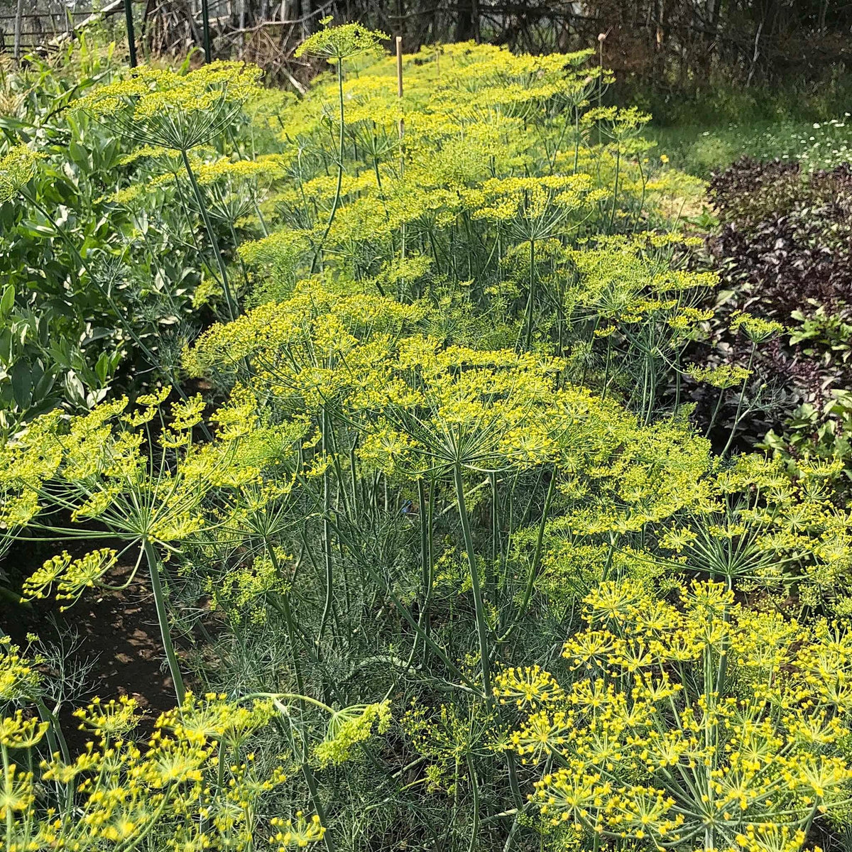 Anethum graveolens dill spice and herb seeds for culinary gardening