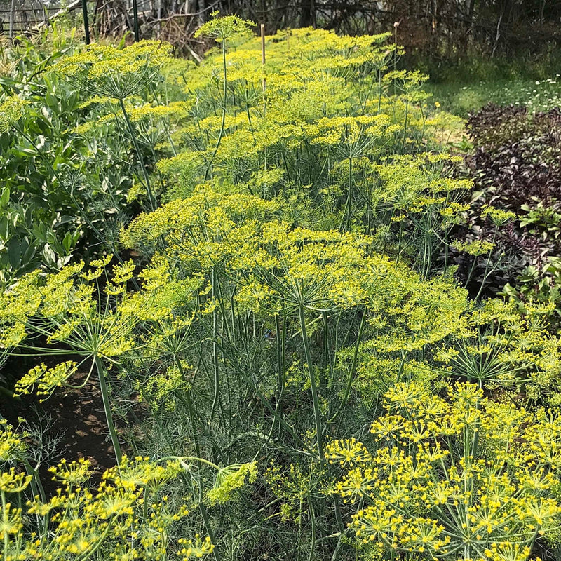 Anethum graveolens dill spice and herb seeds for culinary gardening