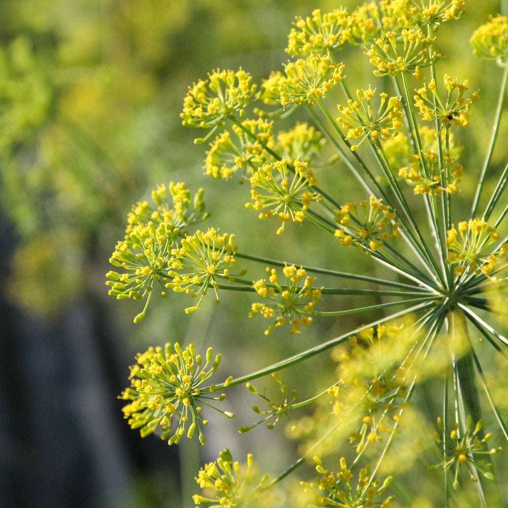 Dill herb plant with fine feathery green foliage growing in a garden