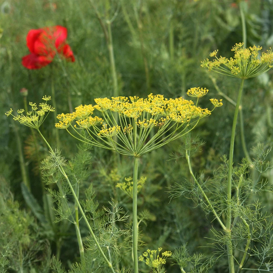 Bouquet Dill plant with delicate feathery green leaves and slender stems