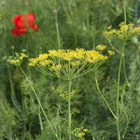 Bouquet Dill plant with delicate feathery green leaves and slender stems