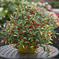 Xigole Pepper Seeds – Capsicum frutescens Planting Seeds