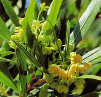 Hopbush Shrub Seeds – Dodonaea viscosa for Hedge and Garden Growing