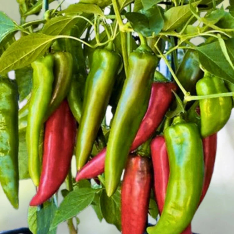 Big Jim Pepper plant with green foliage and large, elongated peppers growing in a sunny vegetable garden.






See another version
