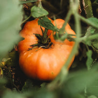 Dr Wyche’s Yellow – Heirloom Tomato Vegetable Seeds