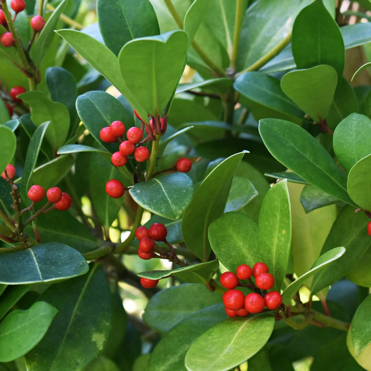 American Wintergreen Gaultheria Procumbens – Hardy Perennial Herb Seeds