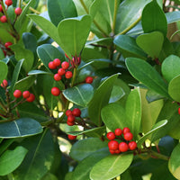 American Wintergreen Gaultheria Procumbens – Hardy Perennial Herb Seeds