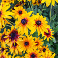 Gloriosa Daisy – Bright Wildflower Garden Seeds