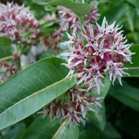Showy Milkweed Asclepias – Perennial Garden Flower Seeds