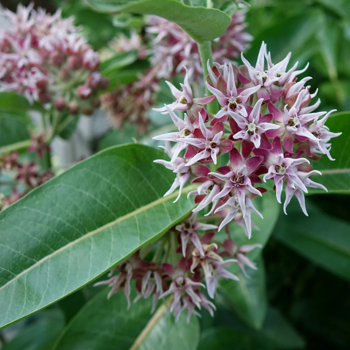 Showy Milkweed – Pollinator Friendly Wildflower Garden Seeds