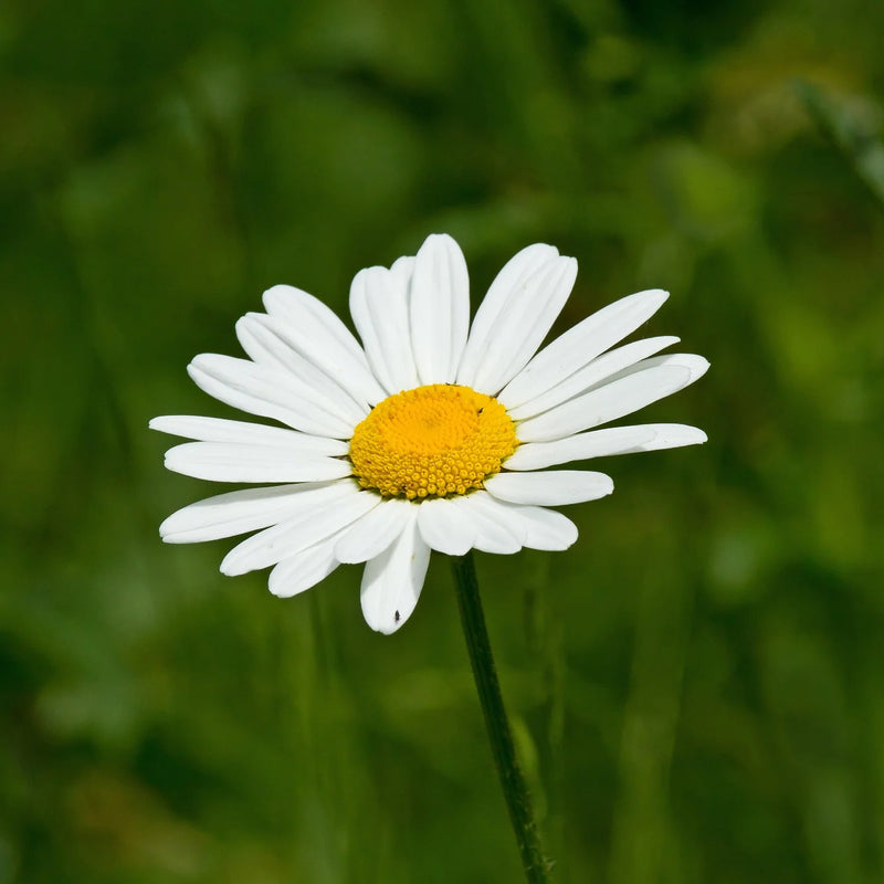 Oxeye Daisy wildflower planting seeds for suitable outdoor garden areas